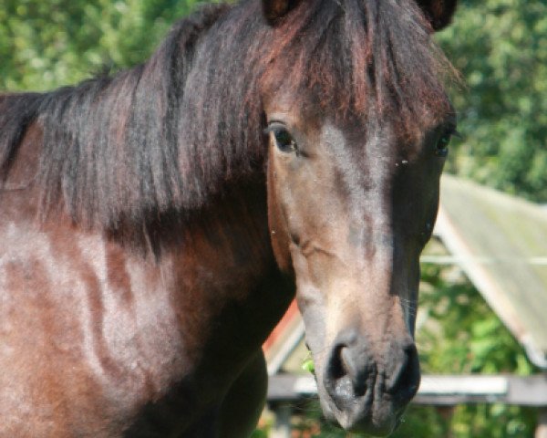 horse Misko XVI -Rasin (Bosniak, 2012, from Ramiro)