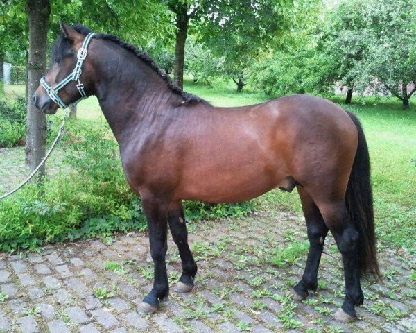 stallion Misko XV - Ramiro (Bosniak, 2012, from Ramiro) stallion Misko XV - Ramiro (Bosniak, 2012, from Ramiro)