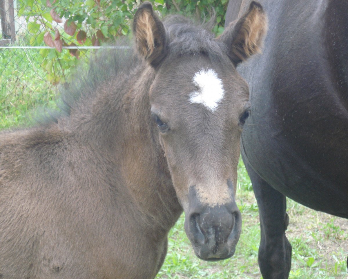 broodmare Ruza VI-Zvijezdica (Bosniak, 2015, from Misko XV - Ramiro)