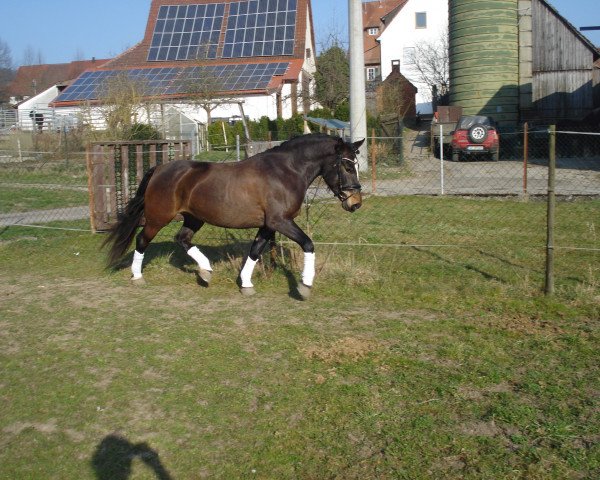 broodmare Dzana (Bosniak, 2011, from Luca)