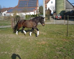 broodmare Dzana (Bosniak, 2011, from Luca)