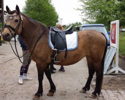 broodmare Lavella (Bosniak, 2003, from Agram)