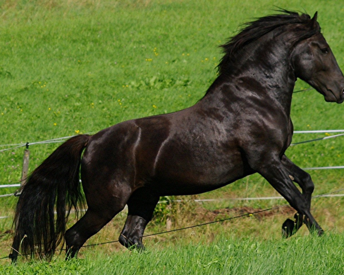 horse Luca (Bosniak, 2007, from Raiko)
