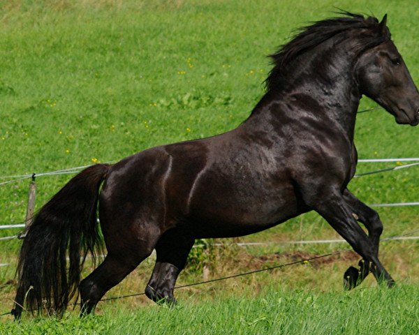 horse Luca (Bosniak, 2007, from Raiko)