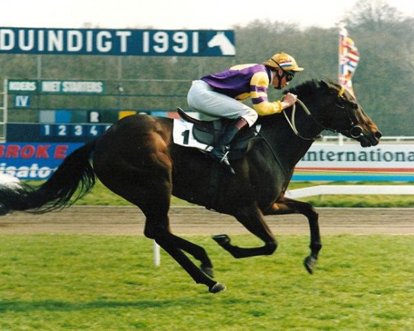 horse Belfort Princess xx (Thoroughbred, 1986, from Belfort xx) horse Belfort Princess xx (Thoroughbred, 1986, from Belfort xx)