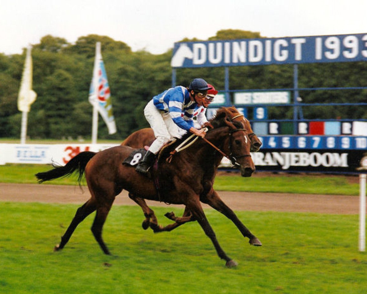 Pferd Beldale Lady xx (Englisches Vollblut, 1990, von Silver Look xx)