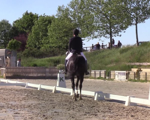 Reitturnier Schülp bei Rendsburg (Am Moltkestein) 2020