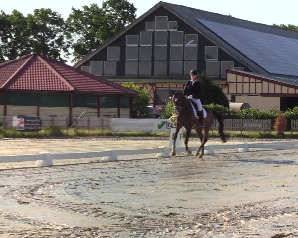 Reitturnier Schülp bei Rendsburg (Am Moltkestein) 2020