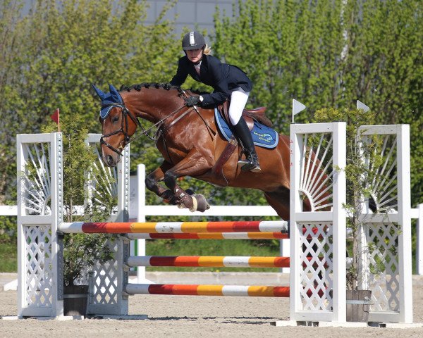 jumper Zento 8 (Westphalian, 2007, from Zorro T)