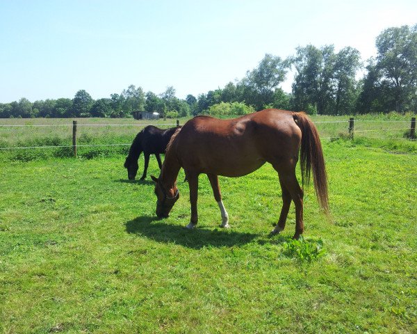 broodmare Amurath Bogena ox (Arabian purebred, 1993, from Balaton 1982 ox)