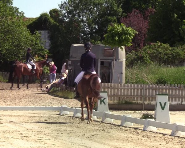 Reitturnier Schülp bei Rendsburg (Am Moltkestein) 2020