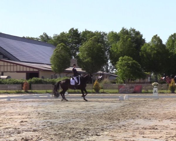 Reitturnier Schülp bei Rendsburg (Am Moltkestein) 2020
