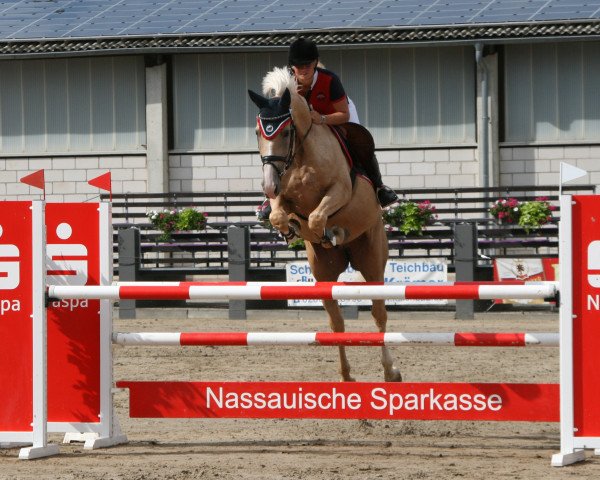 jumper Pelgrim 3 (Czech Warmblood, 2005, from Corsar)