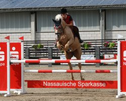 jumper Pelgrim 3 (Czech Warmblood, 2005, from Corsar)