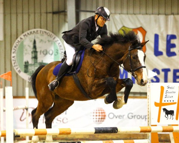 jumper Gold Caretino (Polish Warmblood, 2004, from Caretino K)