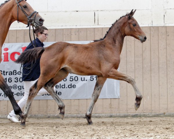 jumper Chaccada (Zweibrücken, 2012, from Chacco Chacco)