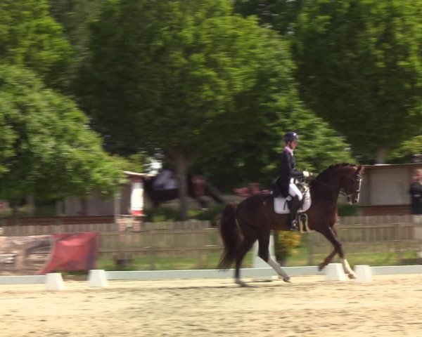 Reitturnier Schülp bei Rendsburg (Am Moltkestein) 2020