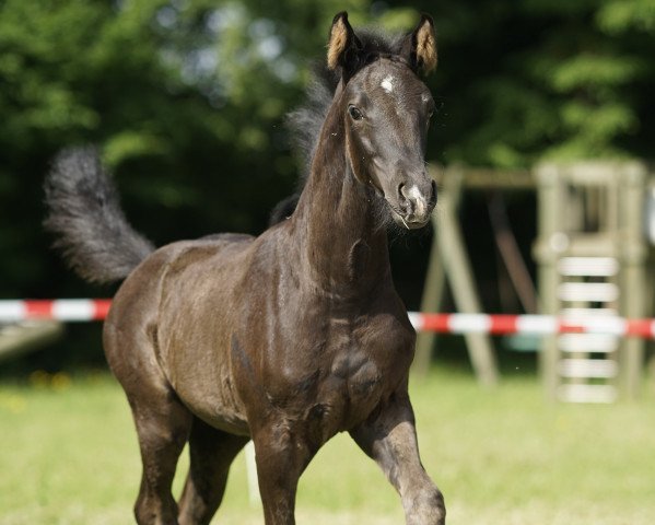 broodmare Imara US (Oldenburg, 2021, from Glock's Dream Boy)