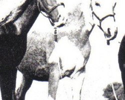 broodmare Susannah ox (Arabian purebred, 1965, from Sudeir ox)