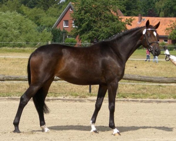 broodmare Honey Li (Hanoverian, 2005, from Harvard)