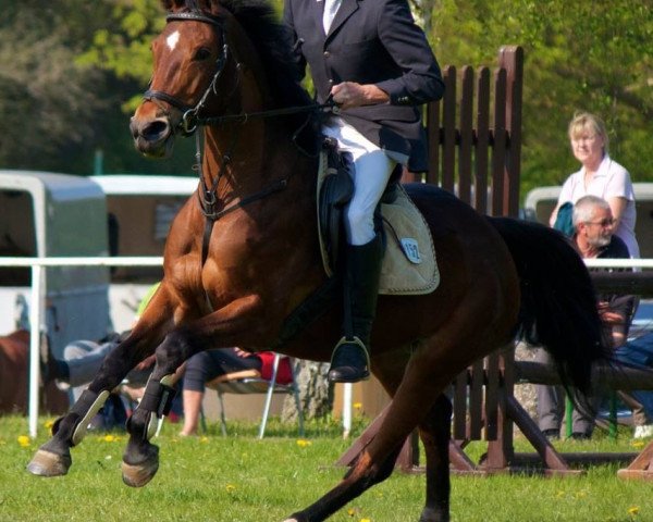 broodmare Fortuna FF (Westphalian, 2006, from For Pleasure)