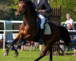 Zuchtstute Fortuna FF (Westfale, 2006, von For Pleasure)
