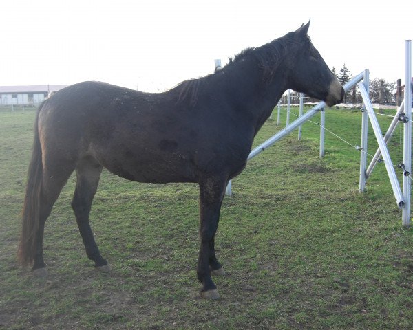 Pferd SR Doc Buck Poco (Quarter Horse, 2013)