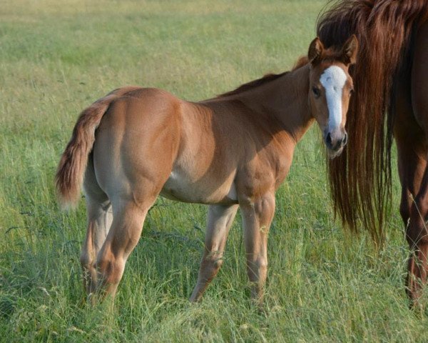 Pferd Megan (Quarter Horse, 2015)