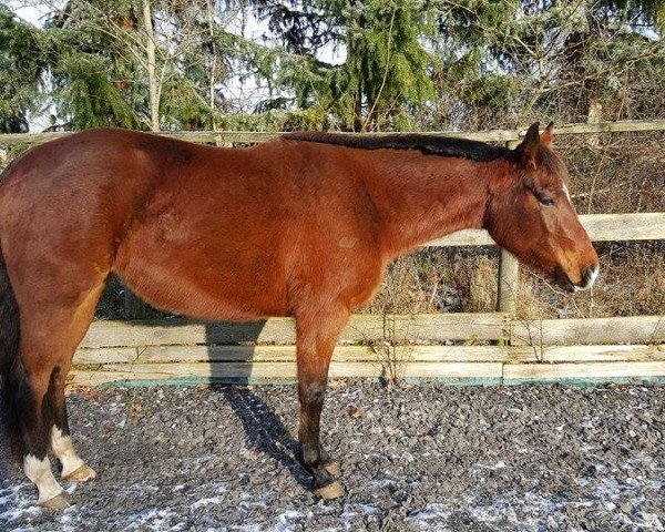 Pferd May Be A Revolution (Quarter Horse, 2012)