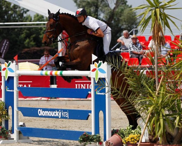 jumper Chito Blue (Oldenburg show jumper, 2005, from Chacco-Blue)