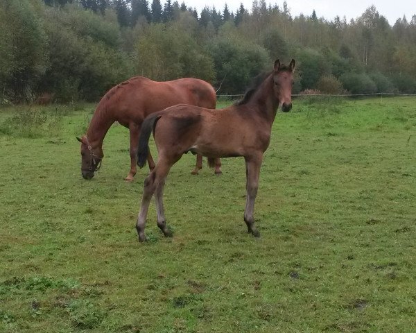 horse Swamphill Platinium (Finnish Warmblood, 2015, from E.H. Millennium)