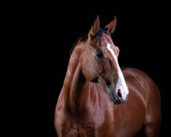 jumper Levistano's Charlie Brown (Hanoverian, 2012, from Levistano)