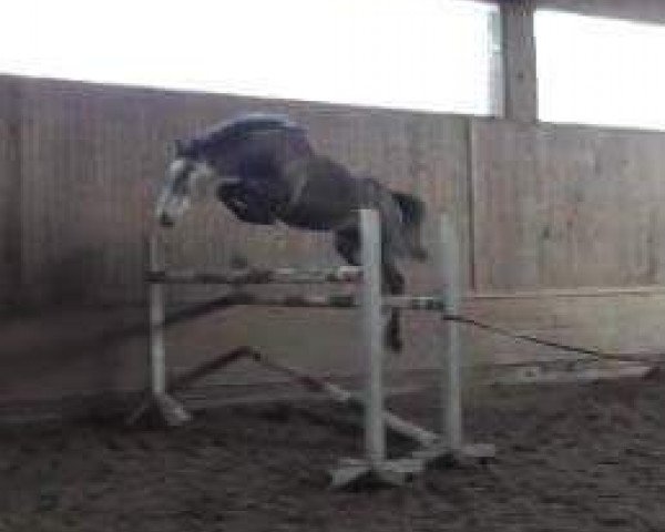 jumper Jamiro (Holsteiner, 2009, from Joliot)