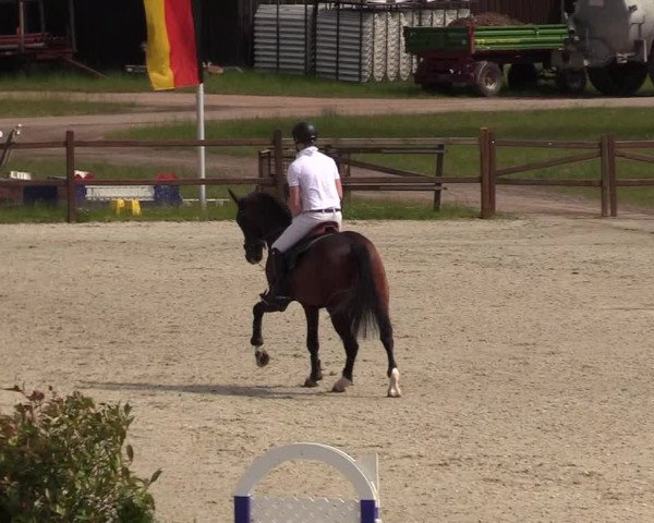 Reitturnier Westergellersen 2020