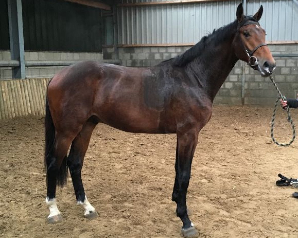 Deckhengst Idrigill van de Groote Kamps (KWPN (Niederländisches Warmblut), 2013, von Kannan)