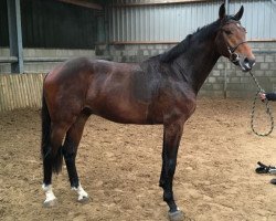 stallion Idrigill van de Groote Kamps (KWPN (Royal Dutch Sporthorse), 2013, from Kannan)