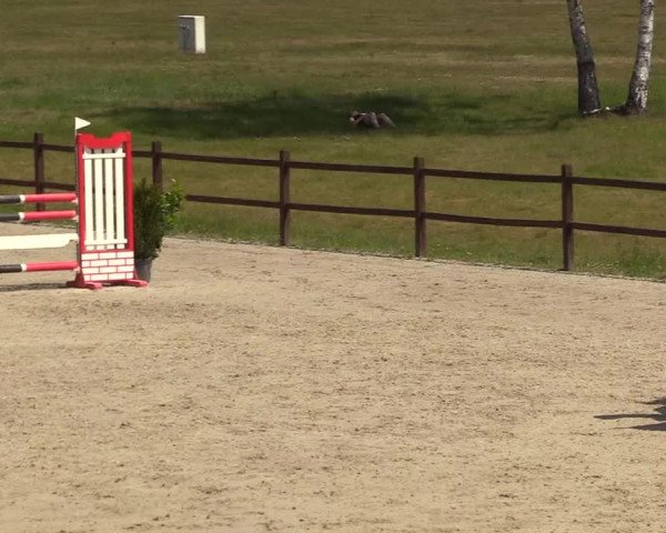 Reitturnier Westergellersen 2020
