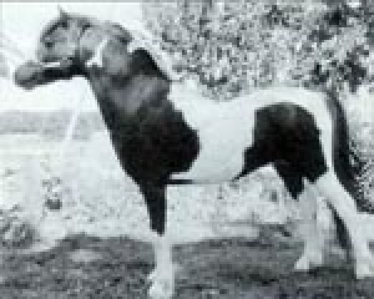 Deckhengst ZJ's Windwalker (American Classic Shetl. Pony, 1992, von Wink's Showdeo Kid II)