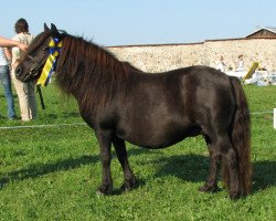 broodmare Ciska van het Broek (Shetland Pony, 1988, from Nico van de Poelwijklaan)