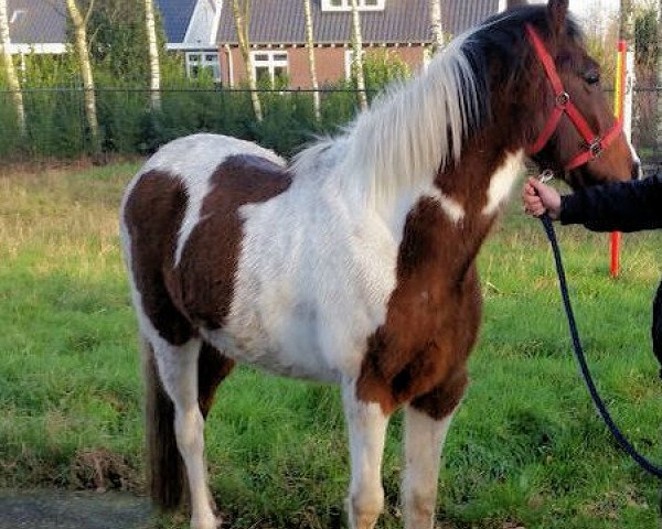 horse Mr. Fantastic (Tinker / Irish Cob / Gypsy Vanner, 2009, from TG Irish Tinker Cob) horse Mr. Fantastic (Tinker / Irish Cob / Gypsy Vanner, 2009, from TG Irish Tinker Cob)