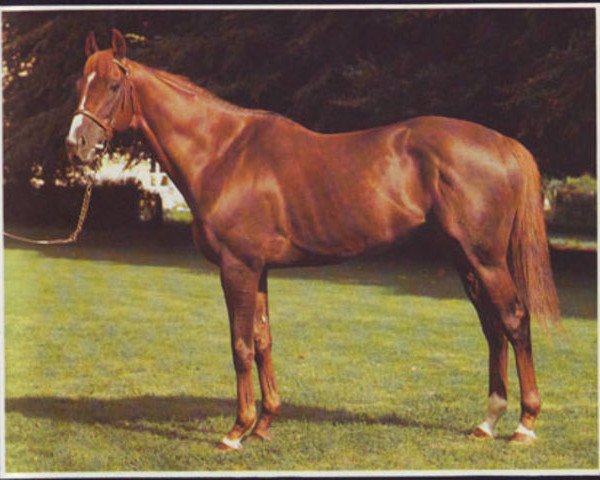 stallion Ataxerxes xx (Thoroughbred, 1977, from Exbury xx)