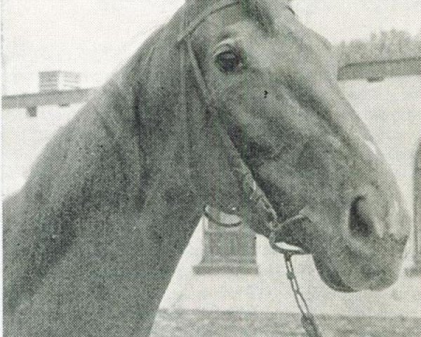 horse Aquilian xx (Thoroughbred, 1961, from Persian Flag xx)