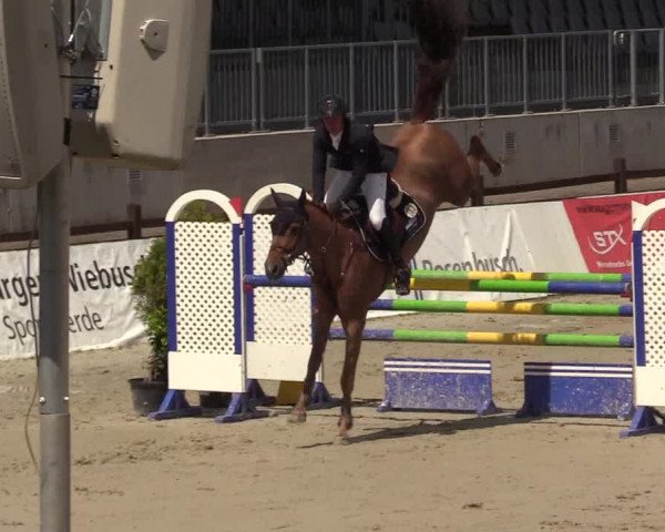 Reitturnier Westergellersen 2020