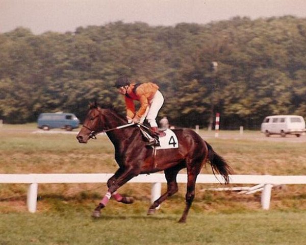 Pferd Zwavo's Rival xx (Englisches Vollblut, 1982, von Man in the Moon xx)