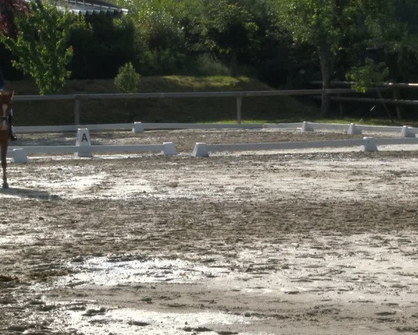 Reitturnier Niedernstöcken 2020