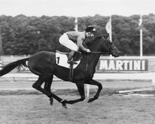 stallion Anatas xx (Thoroughbred, 1980, from Priamos xx)