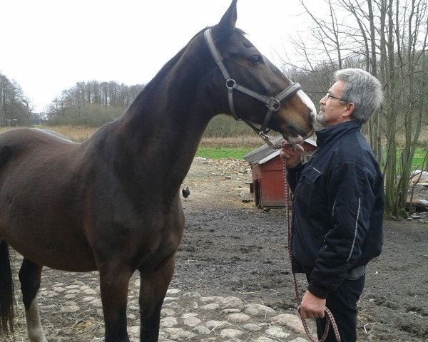 broodmare Ability 18 (Holsteiner, 2002, from Alcatraz)