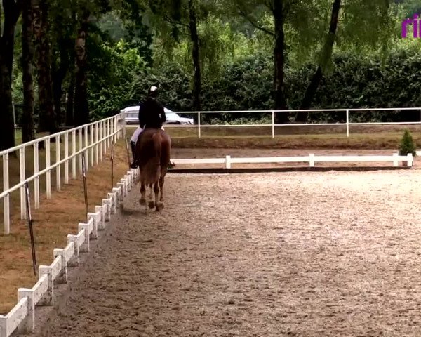 Reitturnier Heiden 2020