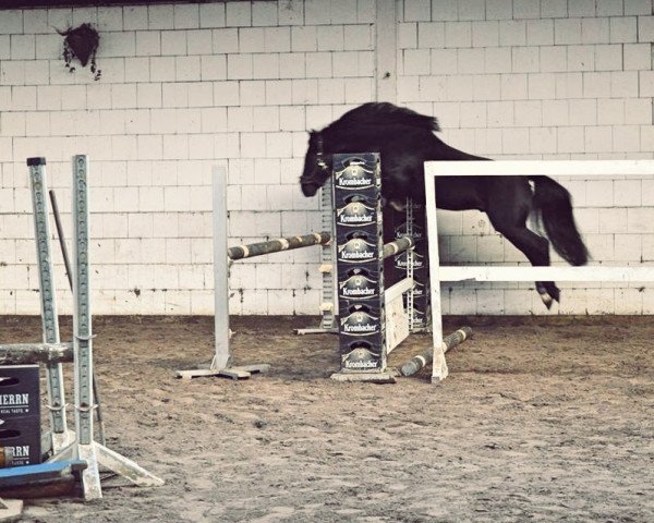 Springpferd Fandino (unbekannt, 2008)