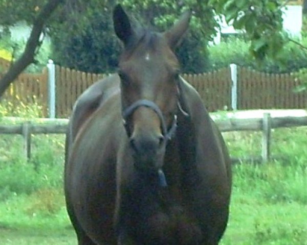 broodmare Raphael's Stern (Hanoverian, 2002, from Raphael)